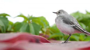 Beyaz wagtail -Motacilla alba- civciv bir çatıda