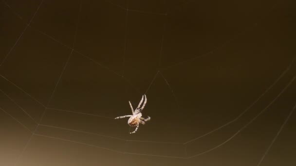 Araña teje una tela — Vídeos de Stock