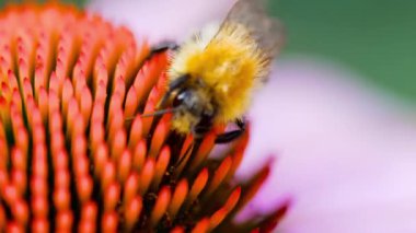 Bumblebee Ekinezya çiçek