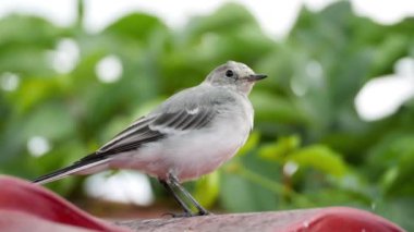 Beyaz wagtail -Motacilla alba- civciv bir çatıda