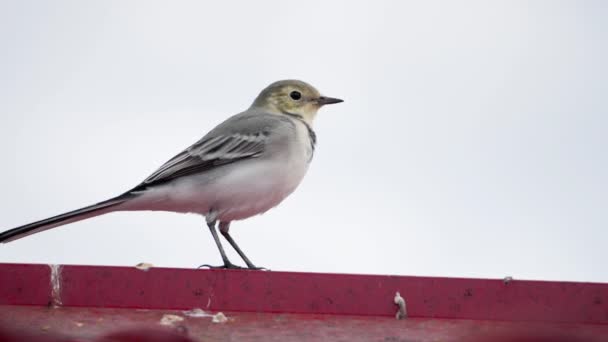 Beyaz wagtail -Motacilla alba- bir çatı üzerinde — Stok video