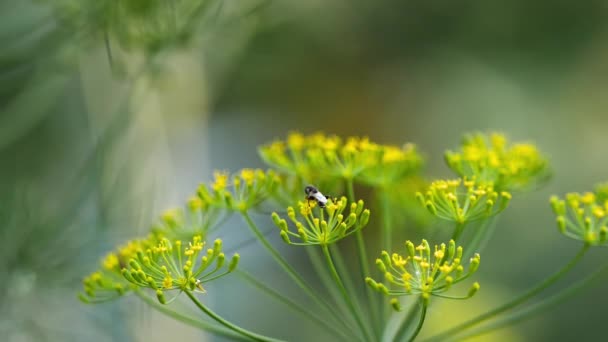 Sárga-fekete hoverfly az édeskömény virágok — Stock videók