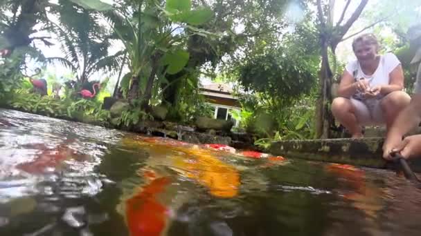 Koi-Fische im Teich essen. — Stockvideo