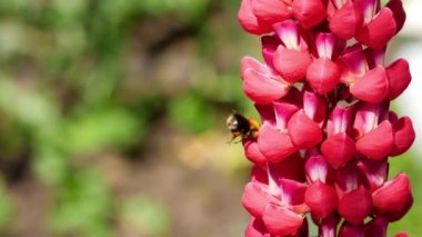 Bumblebee üzerinde kırmızı Lupine çiçek