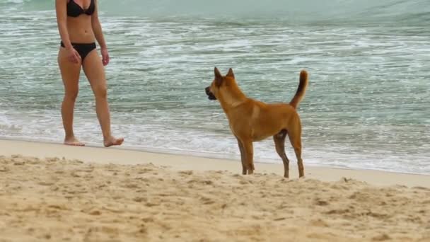 Hond liep op het strand — Stockvideo