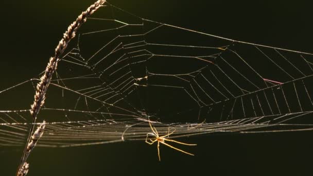 Telaraña en la luz trasera — Vídeos de Stock