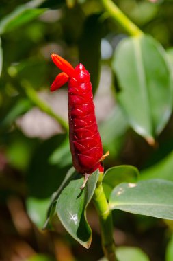 Asya'da kırmızı zencefil bitki