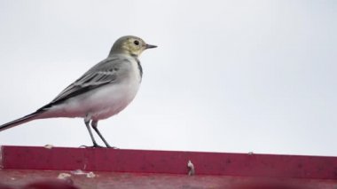 Beyaz wagtail -Motacilla alba- bir çatı üzerinde