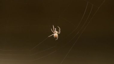 bir web Spider örgüleri