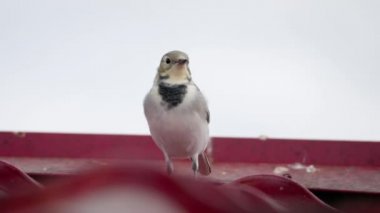 Beyaz wagtail -Motacilla alba- bir çatı üzerinde