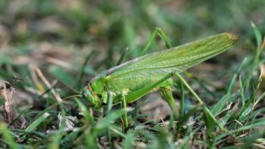 Büyük yeşil çekirge dişi yumurtlar