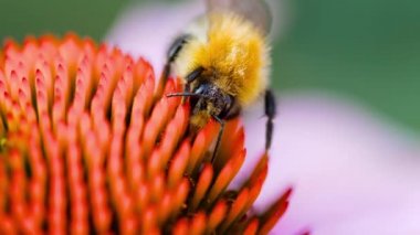 Bumblebee Ekinezya çiçek