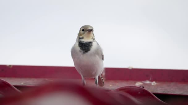 White wagtail -Motacilla alba- on a roof — Stock Video