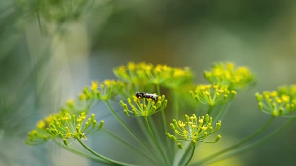 Geel-zwarte Zweef op venkel bloemen — Stockvideo