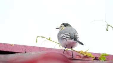 Beyaz wagtail -Motacilla alba- bir çatı üzerinde