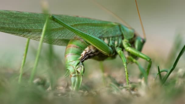 Big Green Locust Female legt eieren — Stockvideo