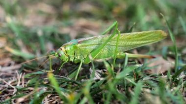 Büyük yeşil çekirge dişi yumurtlar