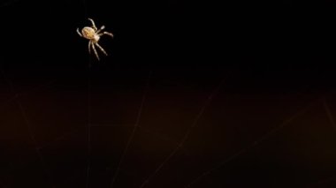 bir web Spider örgüleri