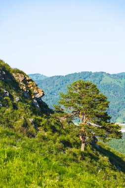 Sibirya, dağ Altay Bölgesi