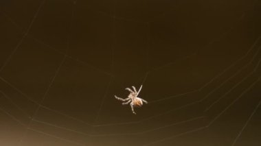 bir web Spider örgüleri