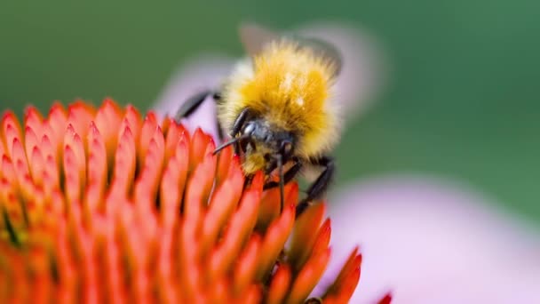 Humla på en Echinacea blomma — Stockvideo