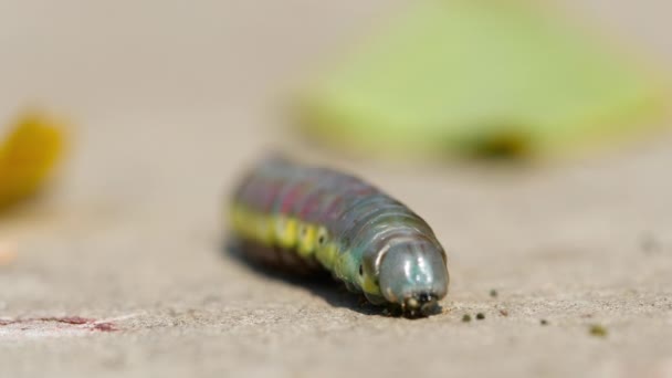 La larve de la mouche du bouleau rampant sur le trottoir 