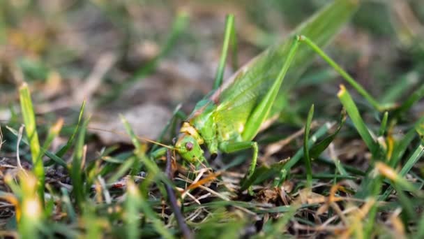 Big green locust female lays eggs — Stock Video