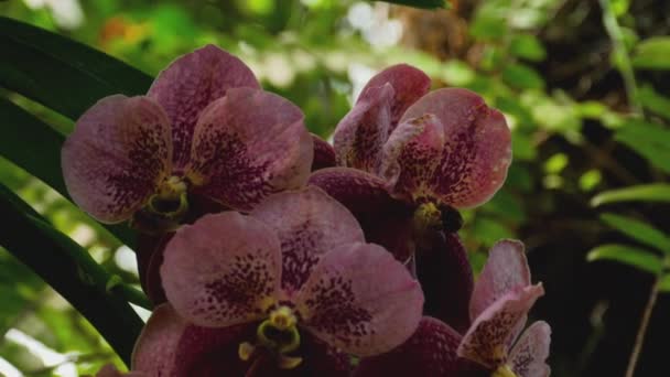 Цветущая веточка темной тигровой орхидеи — стоковое видео
