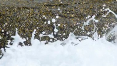 Yengeçler ve plajda kayaya rockskippers