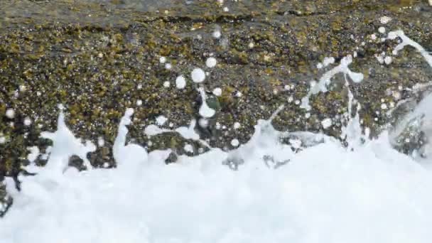 螃蟹和 rockskippers 在海边岩石上 — 图库视频影像