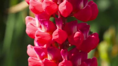 Bumblebee üzerinde kırmızı Lupine çiçek