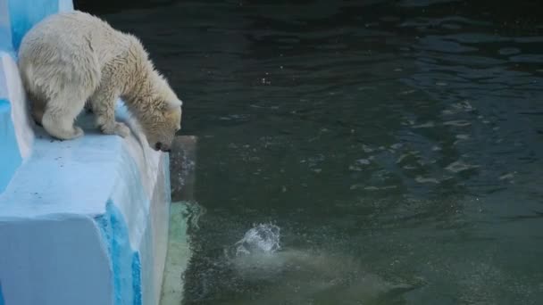 Eisbärenjunges spielt im Wasser — Stockvideo