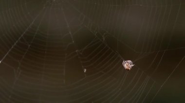 Örümcek web, av yiyor