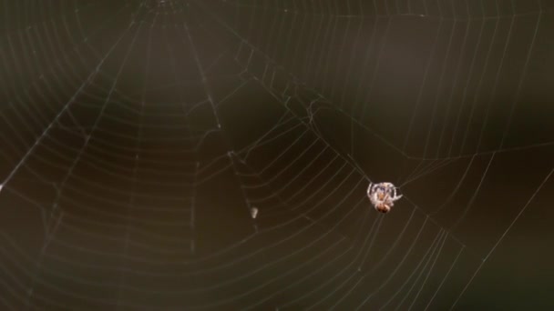Паук в паутине, ест добычу — стоковое видео
