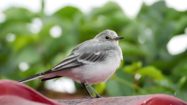 Vit Sädesärla-Motacilla alba-chick på ett tak — Stockvideo