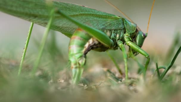 Big green locust female lays eggs — Stock Video