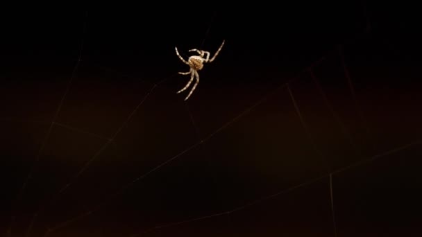 Паук плетёт паутину — стоковое видео