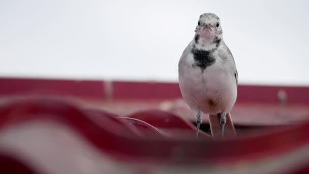 白色摇尾 - 莫塔西拉·阿尔巴 - 在屋顶上 — 图库视频影像