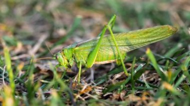 Büyük yeşil çekirge dişi yumurtlar