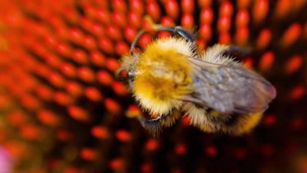 Abejorro en una flor de equinácea — Vídeo de stock