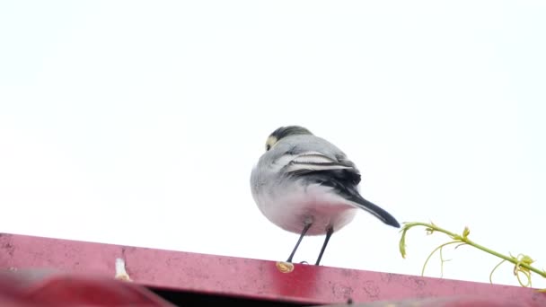 White wagtail -Motacilla alba- on a roof — Stock Video