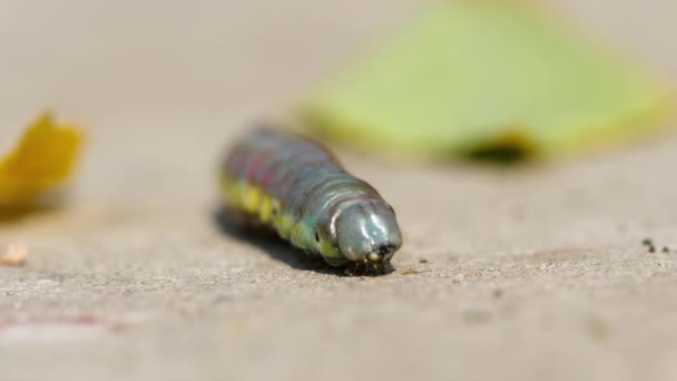 Bříza sawfly larva procházení na chodníku — Stock video