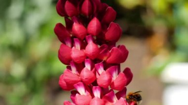 Bumblebee üzerinde kırmızı Lupine çiçek
