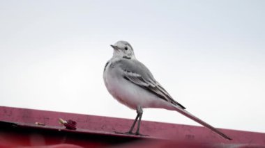 Beyaz wagtail -Motacilla alba- bir çatı üzerinde