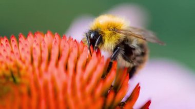 Bumblebee Ekinezya çiçek