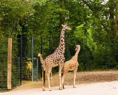 Hayvanat bahçesinde Zürafa ailesi