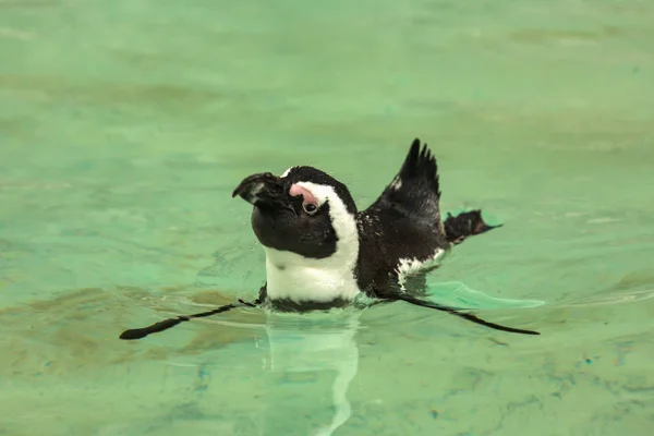 Pinguino uccello nuota — Foto Stock