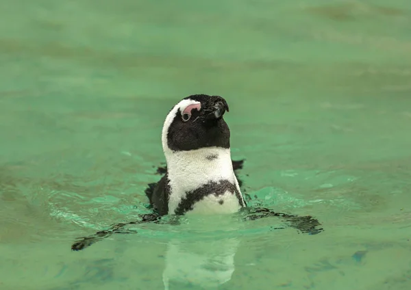 Pinguino uccello nuota — Foto Stock