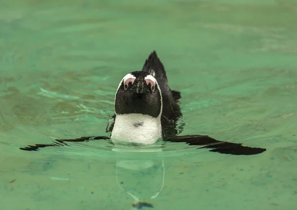Pingwin ptak pływa — Zdjęcie stockowe