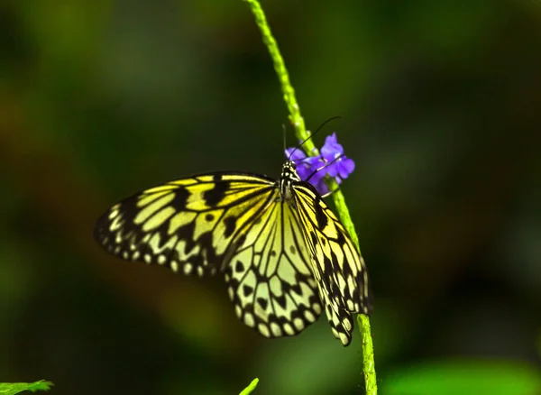 Mariposa amarilla primer plano —  Fotos de Stock